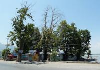 Illegal Ads on Chinars Put Srinagar Authorities on the Spot