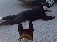 Florida K-9 nabs burglary suspect in the act, says sheriff's office