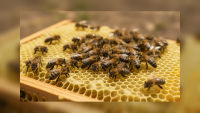 Costa Rica Court Challenges Stingless Bee Rules Restricting Commercial Use to Just Two Species