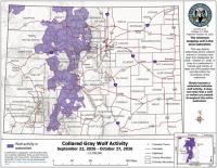 Colorado wolf activity stretches across Western Slope in October 