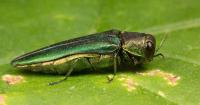 Maine backs off eliminating emerald ash borer quarantine