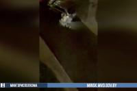 Drunk Minsk resident damaged a car and fought with its owner