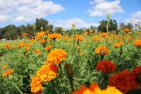 Family’s Plant City farm keeps Mexican tradition alive in Florida