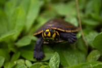 Researchers Uncover Hidden Routes and Patterns of Amazon Wildlife Trade
