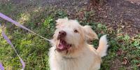 Young-Williams Animal Center highlights DiCamillo, an easygoing Great Pyrenees Mix