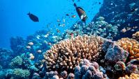 Heat and disease are a deadly combo for coral reefs