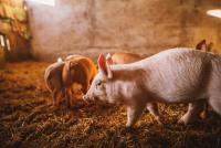 <![CDATA[FDA pilot aims to shorten residue method requirements for food-animal drugs]]>