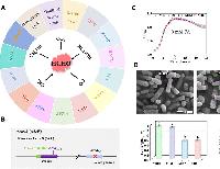 Engineering bacterial morphology through MreB remodeling enhances one-carbon metabolism for sustainable bioproduction