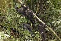 Netherlands pledges $500 million to help conserve tropical forests
