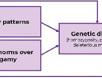 Cultural norms of exogamy and mobility shape genetic evolution of Central African hunter-gatherers