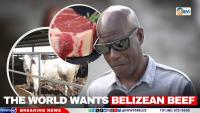 The World Wants Belizean Beef 