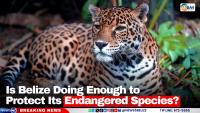 Is Belize Doing Enough to Protect Its Endangered Species?