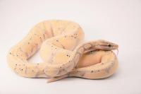 Idaho Craigslist Gold: Snake Owner Wants To Rehome 3 Ball Pythons