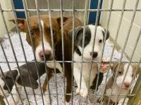 Virginia Beach plans to establish animal cruelty registry
