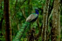 How trade deals can save nature