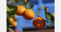 South Africa citrus sees opportunities for growth in southern U.S. markets