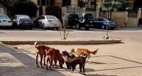 Stray dogs maul toddler to death in Egypt, sparking outrage and investigation