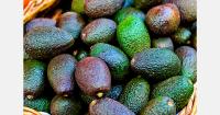 Kenya suspends avocado sea exports from October 30 due to low harvest volumes