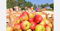 Apple exports from China, Chile, France, and Poland fall by 896,000 tons annually
