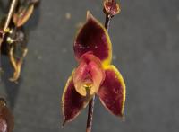 Researchers discover a new orchid species in the cloud forests of northern Peru