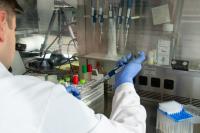 Texas A&M AgriLife research develops infectious clone of tomato spotted wilt virus
