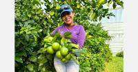 Fair Trade Certified Florida grapefruit enters market for the first time