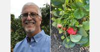 El Niño could bring increased rainfall and crop challenges to California