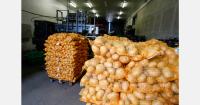 Global potato prices may recover gradually as processing stocks remain high