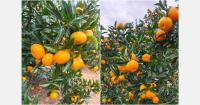 China's citrus supply edges up ahead of peak mandarin season
