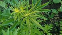 Houston Proposition A: What voters need to know about marijuana enforcement and no-knock warrants