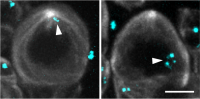 October research highlights: Cellular organization, downsized LLMs, migrant fishers and burrowing shrimp