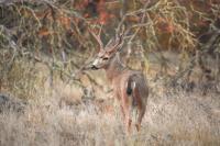 November 2026 California Department of Fish and Wildlife Calendar