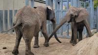 Kansas City Zoo announces historic elephant pregnancy, first calf expected in 2027