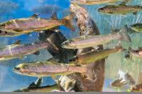 Why safe fish passage fails