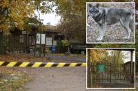 Girl, 8, airlifted to hospital after being attacked by wolf inside animal enclosure