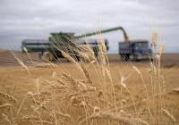 Farmers confront crop damage after wet harvest