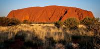 Climate change is killing the plants of Uluṟu-Kata Tjuṯa. Aṉangu traditional owners are concerned