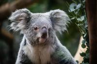 ‘Historic win’: Australian state approves national koala park despite controversial funding