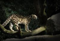 ‘Action on the ground’ in Laos is needed to recover large mammals, protect more species