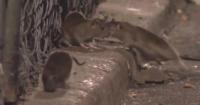 Philadelphia appoints first Rat Abatement Manager, launches response in Northeast