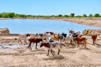Cameroon Awards CFA2.44 Billion in Contracts for Livestock Water Reservoirs in Far North