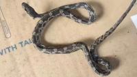 'I thought it was a prank': Hawaii cook finds dead snake in bag of charcoal