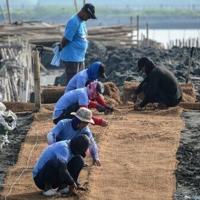 Philippine island fights rising seas with nature, not concrete