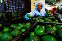 Kenya shuts avocado exports by sea