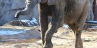 ‘Elephant-astic news’: Kansas City Zoo expecting first baby elephant born in its history