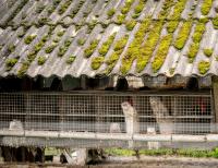 Utah Halted Active Monitoring of Mink Farm Workers While Bird Flu Genomes Show Mutation Also Seen in Spain