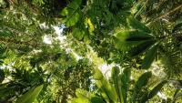 Non-native trees take over young forests, but nature fights back