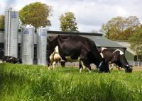 Can Irish grain improve dairy and livestock sustainability?
