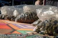 Will Mass. cut the grass? Marijuana’s back on the ballot