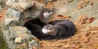 Connecticut’s Beardsley Zoo sees higher animal activity in winter